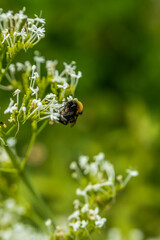 bourdon sur fleur blanche