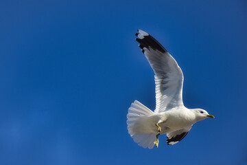 Flug einer Möwe vor blauen Himmel 