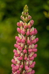 fleur longue rose