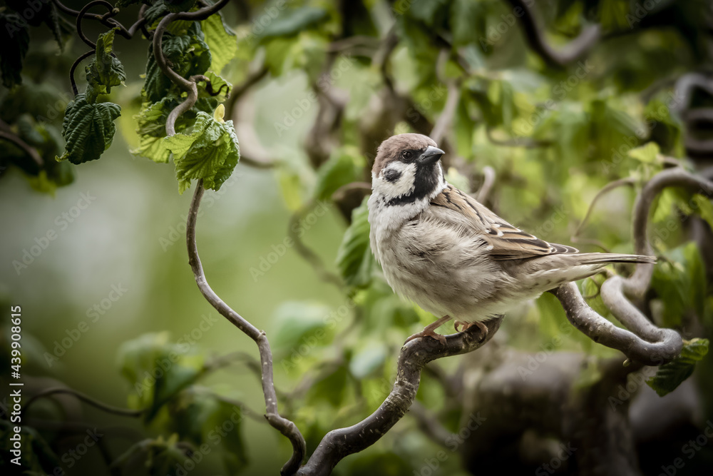 Sticker Sparrow perched on a tree branch