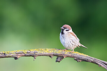 Feathered Elegance: Sparrow's Close-Up Portrait in Summer
