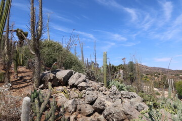 Rocky Desert Southwestern United Stated Landscape with Cactus
