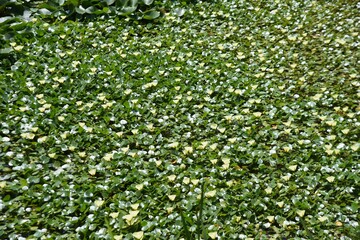 Water poppy flowers in full bloom in the pond of the botanical garden. Limnocharitaceae perennial floating-leaved aquatic plant.
