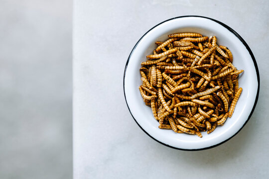 Close up of dried molitor worms