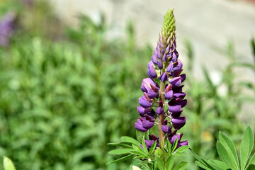 Lupin, or wolf bob lat. Lupinus is a genus of plants in the Legume family Fabaceae. It is represented by annual and perennial herbaceous plants, semi-shrubs, semi-shrubs, shrubs.