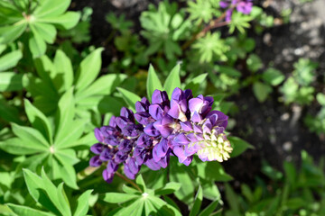 Lupin, or wolf bob lat. Lupinus is a genus of plants in the Legume family Fabaceae. It is represented by annual and perennial herbaceous plants, semi-shrubs, semi-shrubs, shrubs.