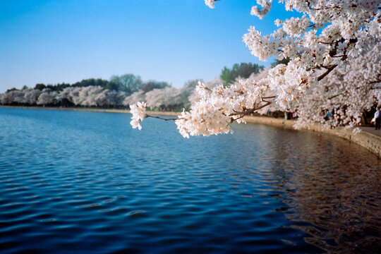 Cherry blossoms at the tidal basin