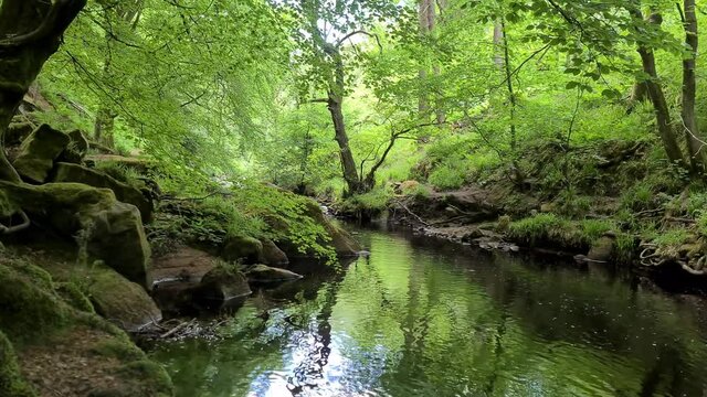 stream in the forest