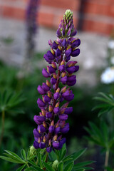 Lupin, or wolf bob lat. Lupinus is a genus of plants in the Legume family Fabaceae. It is represented by annual and perennial herbaceous plants, semi-shrubs, semi-shrubs, shrubs.