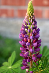 Lupin, or wolf bob lat. Lupinus is a genus of plants in the Legume family Fabaceae. It is represented by annual and perennial herbaceous plants, semi-shrubs, semi-shrubs, shrubs.