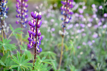 Lupin, or wolf bob lat. Lupinus is a genus of plants in the Legume family Fabaceae. It is represented by annual and perennial herbaceous plants, semi-shrubs, semi-shrubs, shrubs.