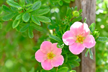 Pink flower Lapchatka is one of the varieties of herbaceous plants of the family Rosaceae.