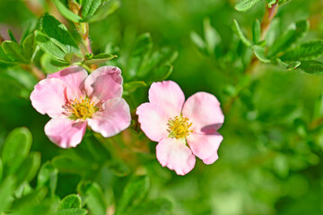 Fototapeta na wymiar Pink flower Lapchatka is one of the varieties of herbaceous plants of the family Rosaceae.