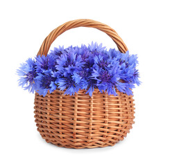 Fototapeta na wymiar Bunch of beautiful cornflowers in basket on white background
