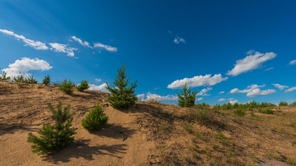 Young trees on the background of blue sky and white clouds in the sand dunes, panoramic landscape in the countryside.