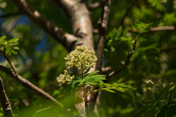 Flowers of a Mountain Ash Tree