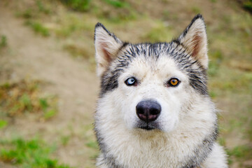 Portrait of a Husky dog with multicolored eyes.