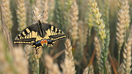 Papilio machaon butterfly, the Old World swallowtail, resting on a ear corn, with its beautiful yellow, black, blue and orange colors