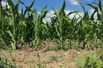 Corn field closeup with a blue background sky