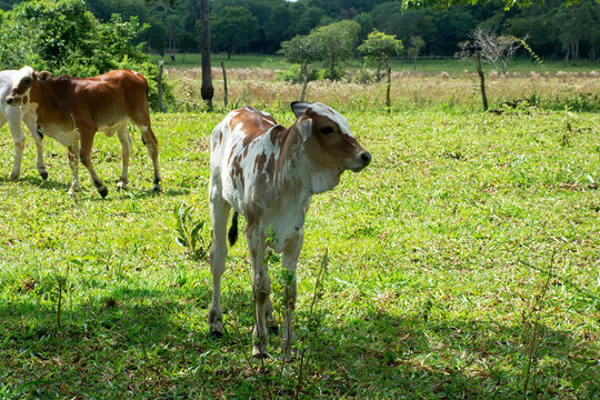 Calf grazing in shade on farm