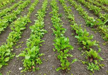 Foliage of young beetroot planted in rows with soil visible
