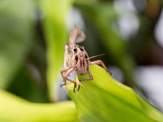 Close up picture of a Locust
