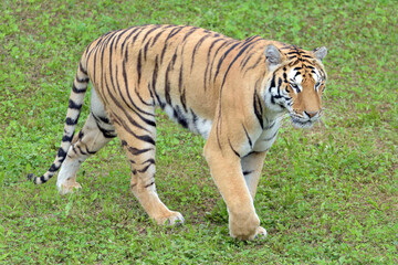 Fototapeta na wymiar Bengal tiger walking on the grass. 