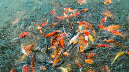 Koi fish, Colorful fancy fish closeup swimming at pond.