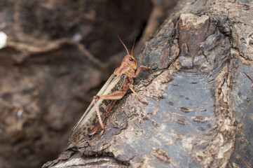 Close up picture of a Locust