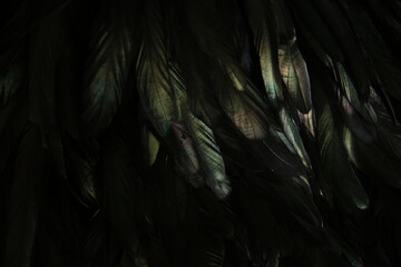 abstract background of dark feathers, rainbow highlights on the plumage