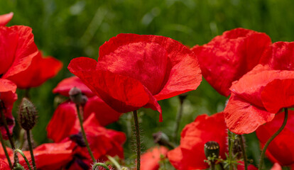 Flowers Red poppies bloom in a wild field. Beautiful field of red poppies with selective focus and color. Soft light. A glade of red poppies. Toning. Fashionable Creative Processing in Dark Low Key