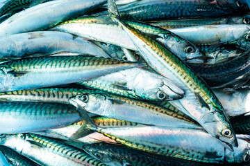 Heap of fresh raw mackerel close-up.