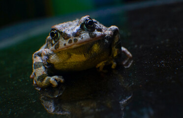 The big frog