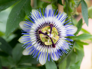 Close up of a Passion Flower (Passiflora)