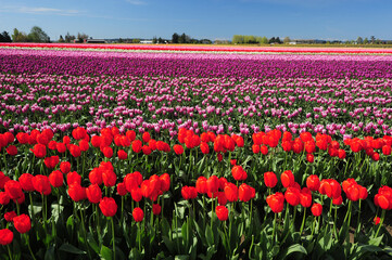 colorful tulip farm