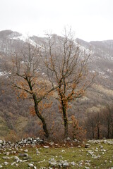Winter Landscape at Monti Lucretili Regional Park, Italy