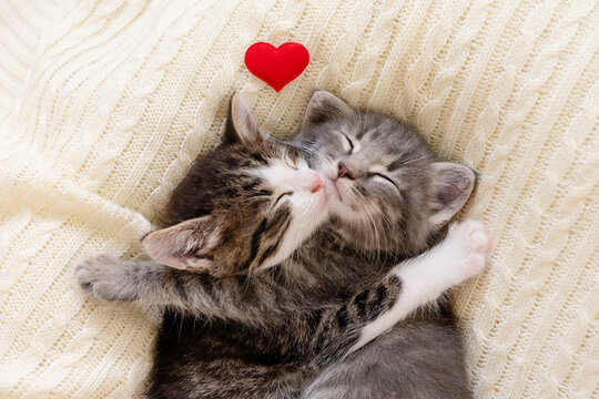 two cute little kittens sleeping on a white background valentine's day concept. High quality photo