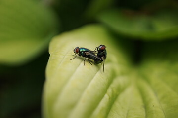 Green flies are busy