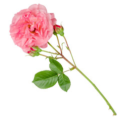 Tea rose flower isolated on white background
