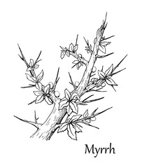Myrrh branch. Vector illustration. Hand drawn sketch - obrazy, fototapety, plakaty