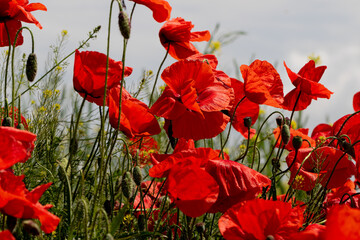 Flowers Red poppies bloom in a wild field. Beautiful field of red poppies with selective focus and color. Soft light. A glade of red poppies. Toning. Fashionable Creative Processing in Dark Low Key