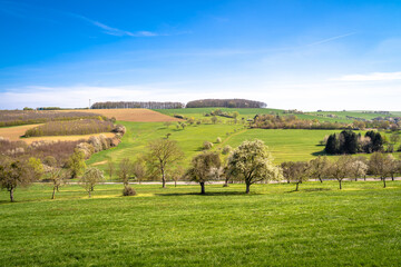 Fototapeta premium Nice landscape with trees on fields and beautiful blue sky 
