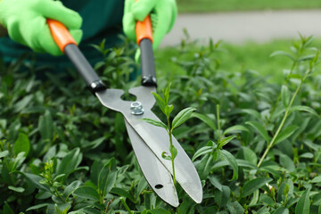 Worker cutting bush with hedge shears outdoors, closeup. Gardening tool