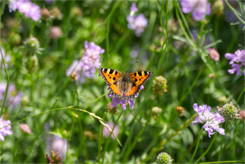Small tortoiseshell butterfly (Aglais urticae) sitting on a purple flower in Zurich, Switzerland.
