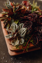 Plants collection in small millenials' rental flat: maranta, calathea, monstera, palm, ceropegia, epipremnum, philodendron, scindapsus, stromanthe, peperomia