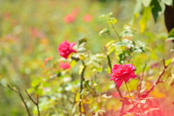 Red rose flower blooming in roses garden on background red roses flowers