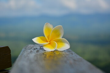 plumeria flower in the sky