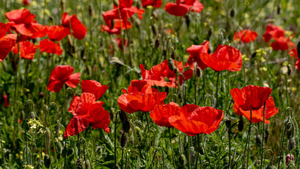 Fototapeta na wymiar Flowers Red poppies bloom in a wild field. Beautiful field of red poppies with selective focus and color. Soft light. A glade of red poppies. Toning. Fashionable Creative Processing in Dark Low Key