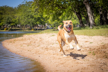 Black mouth cur - breed on the beach