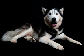 Husky dog ​​on black background
